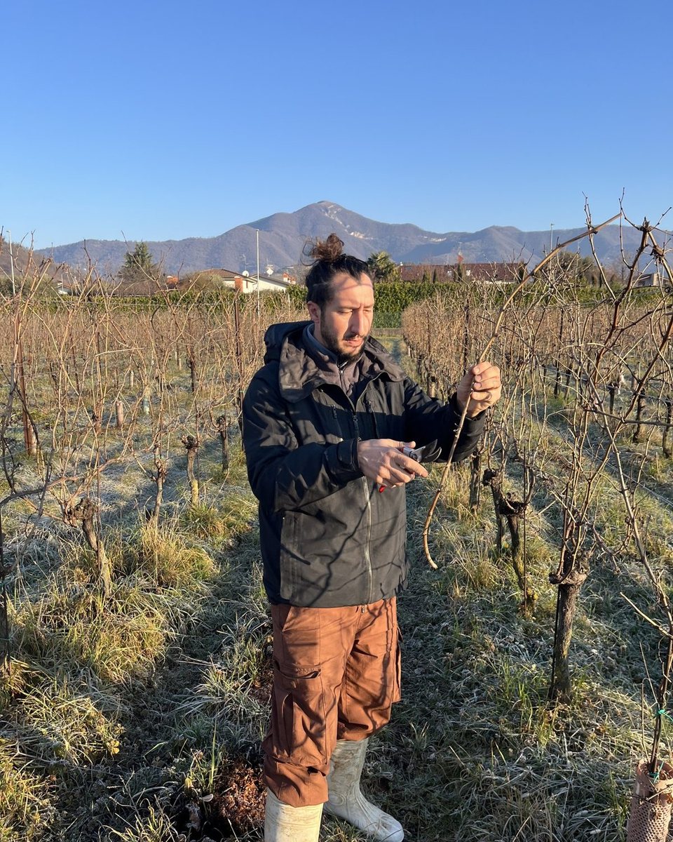 Angelo Pecis tra i filari in inverno, con le colline bergamasche sullo sfondo